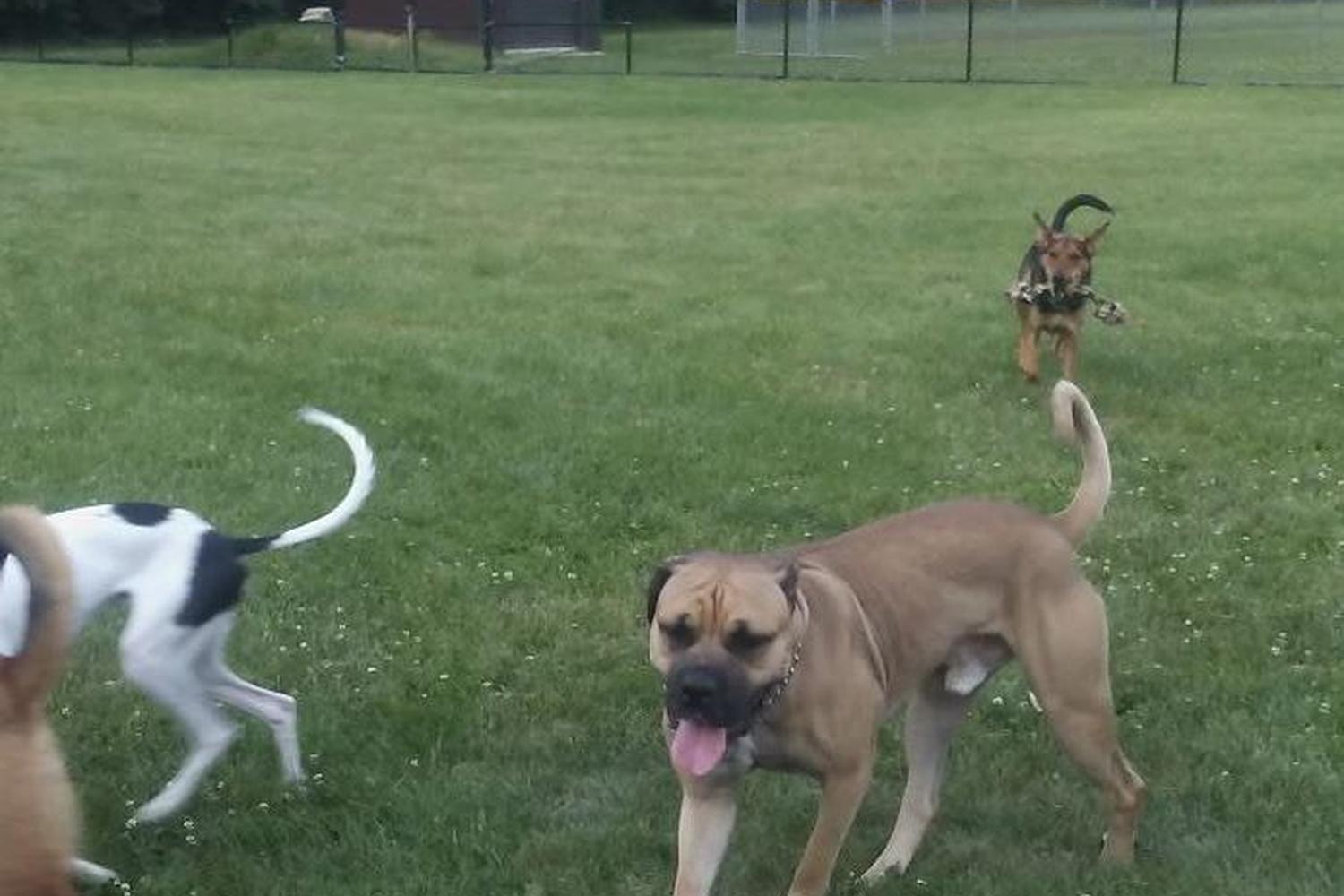 Pawster Park 2