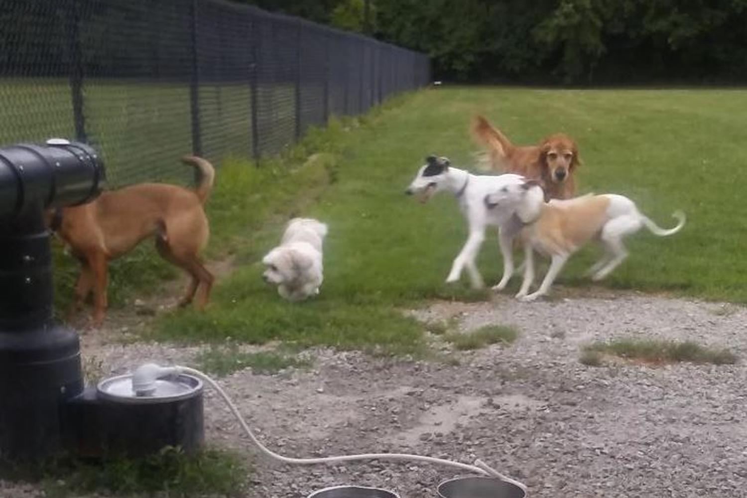 Pawster Park 1