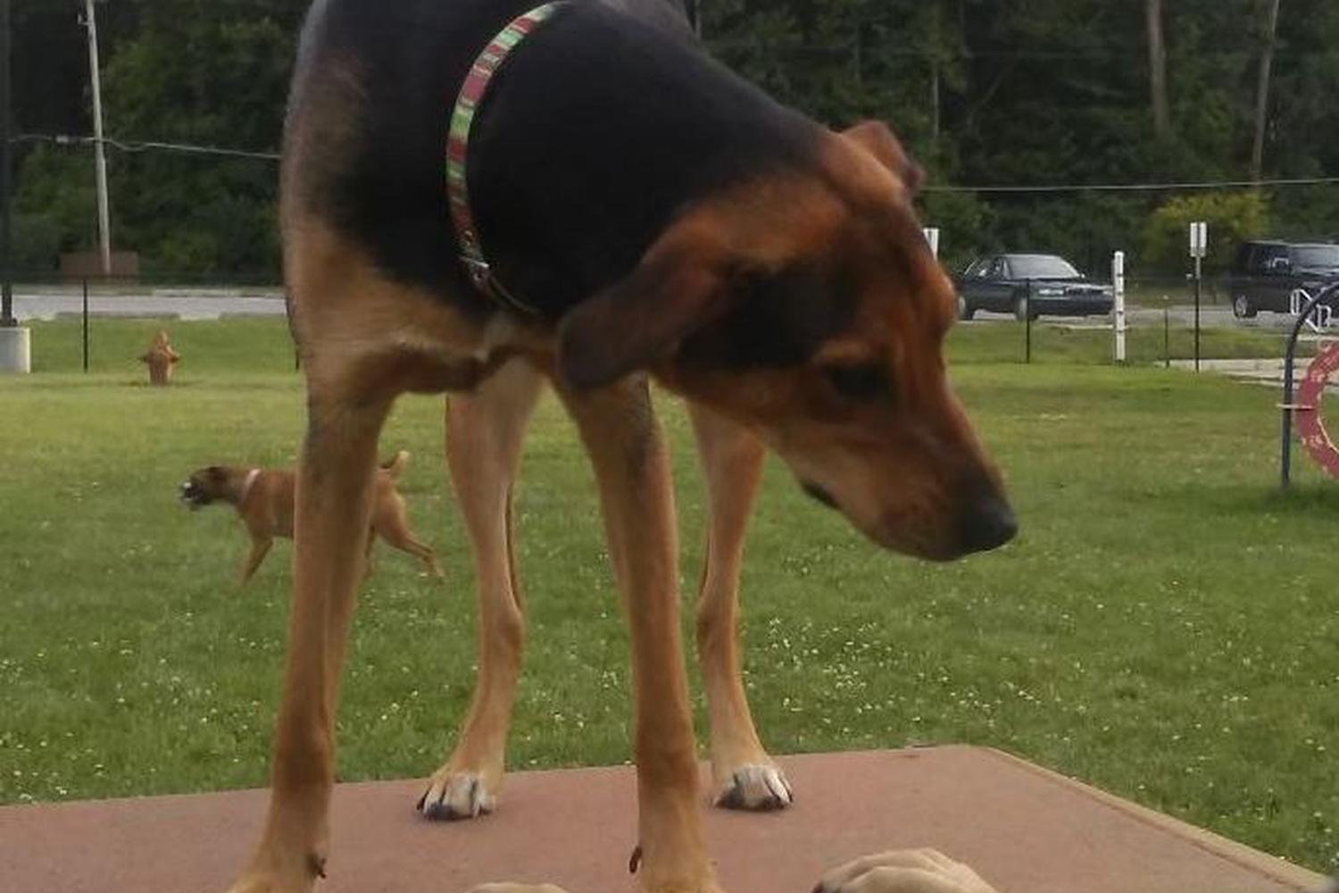 Pawster Park 0