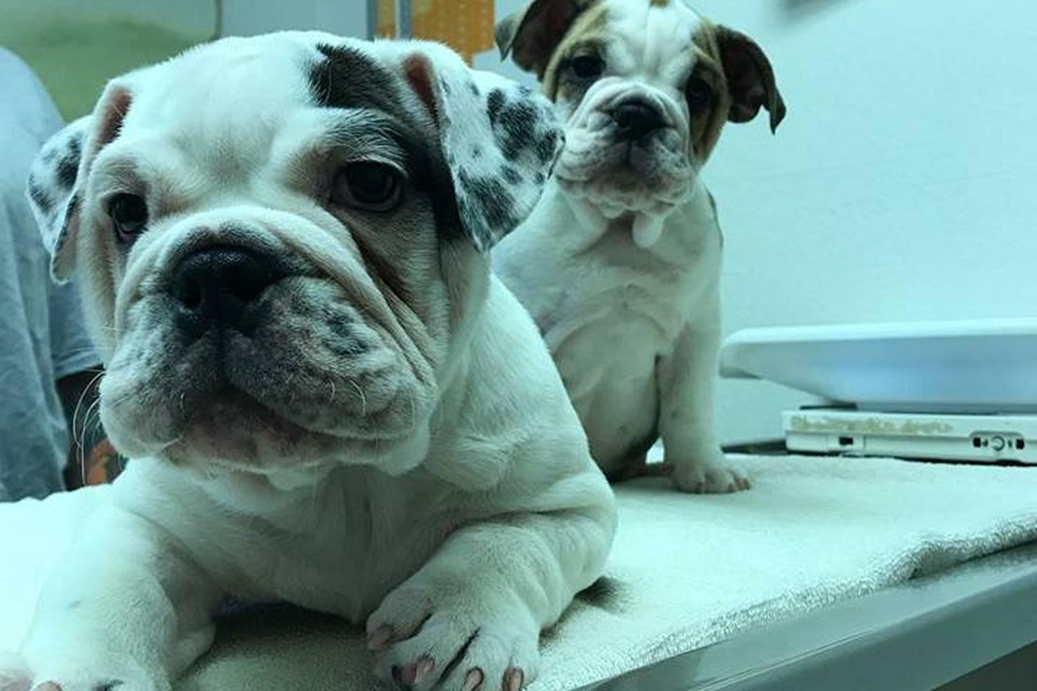 Del Valle Pet Hospital 2