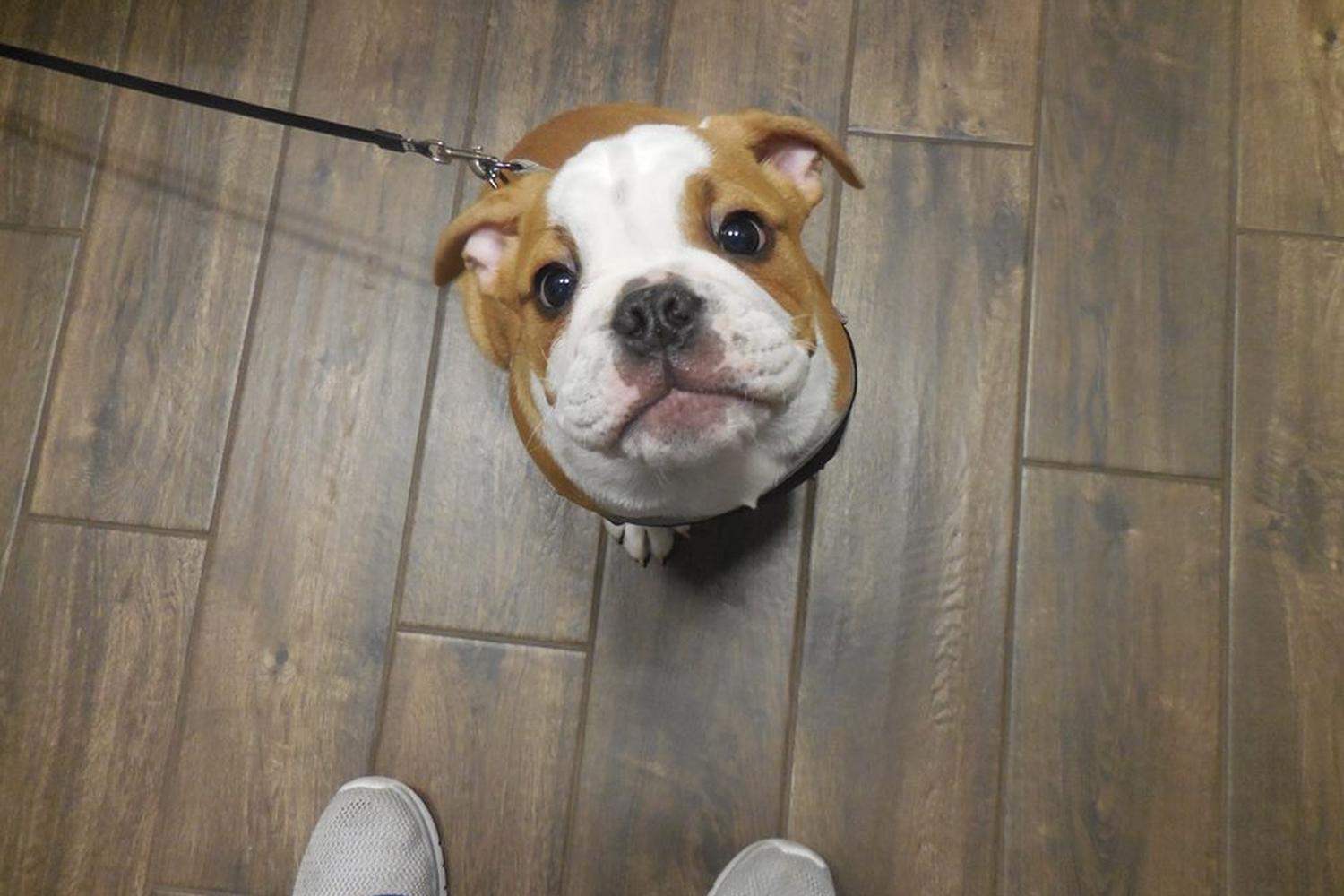 Glendale Animal Hospital 2