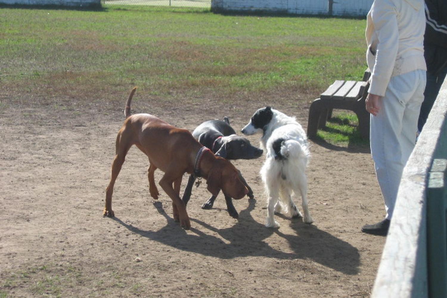 Bassett Creek Dog Park 4