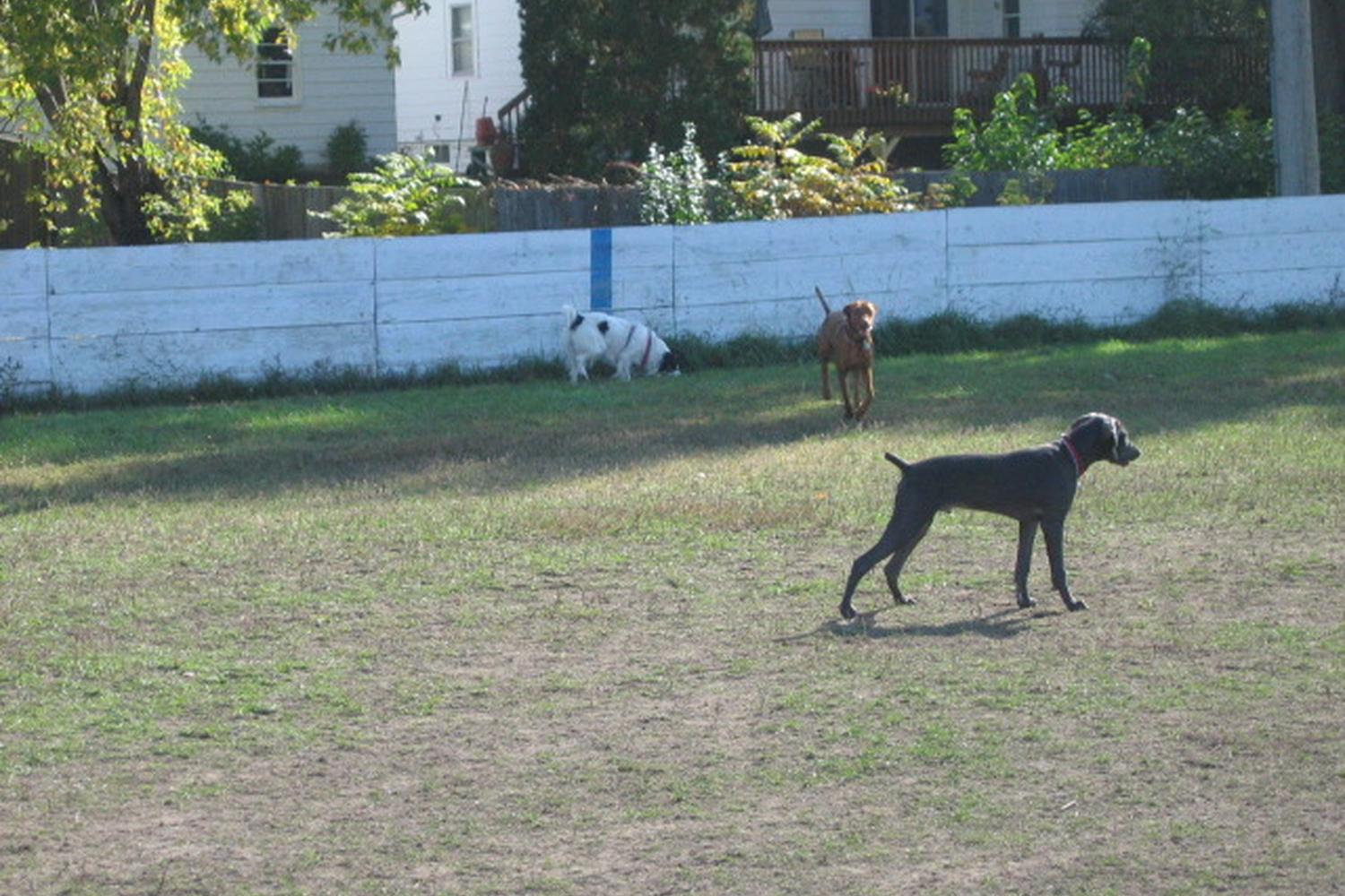 Bassett Creek Dog Park 5
