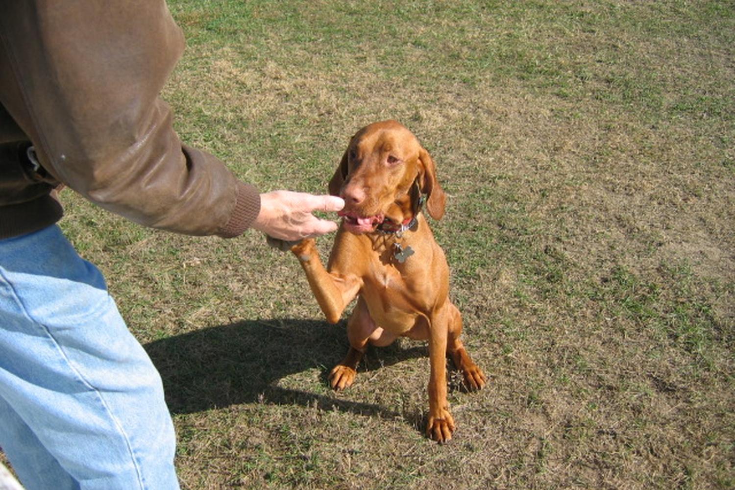 Bassett Creek Dog Park 6