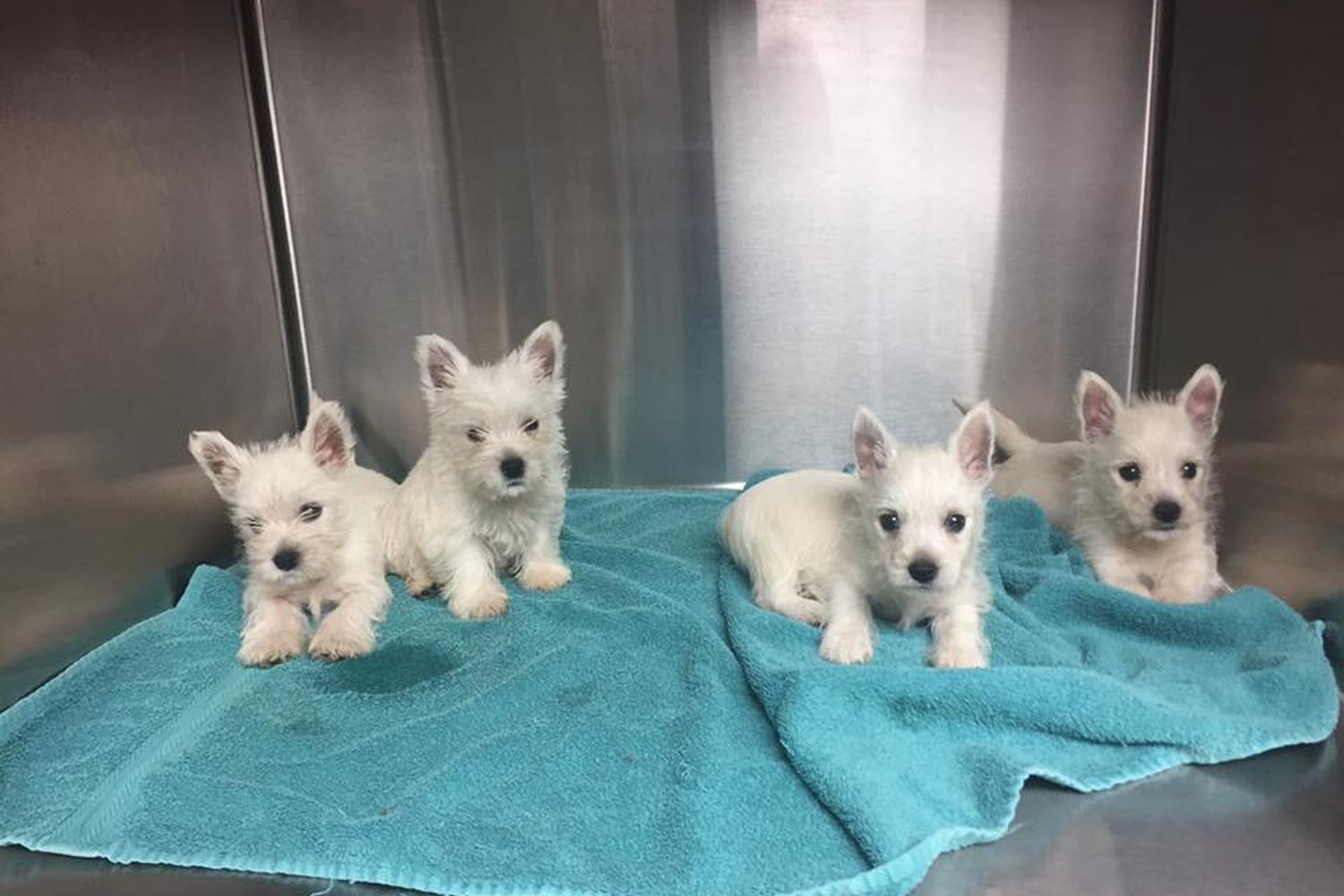 Doyle Veterinary Center, PLLC 4