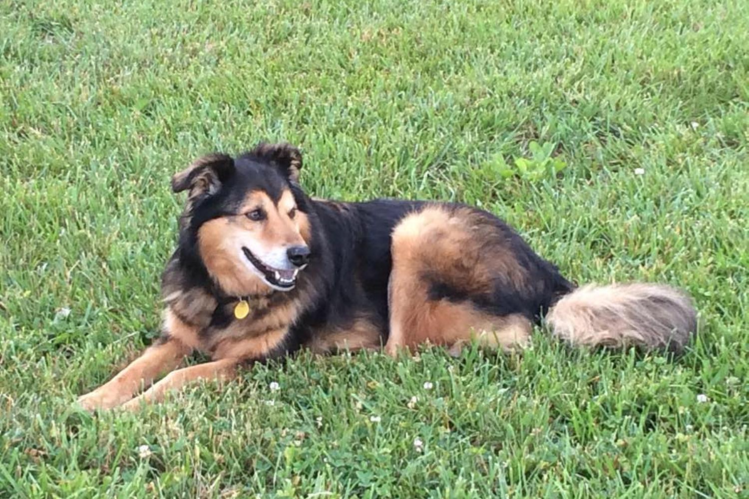 Doyle Veterinary Center, PLLC 2