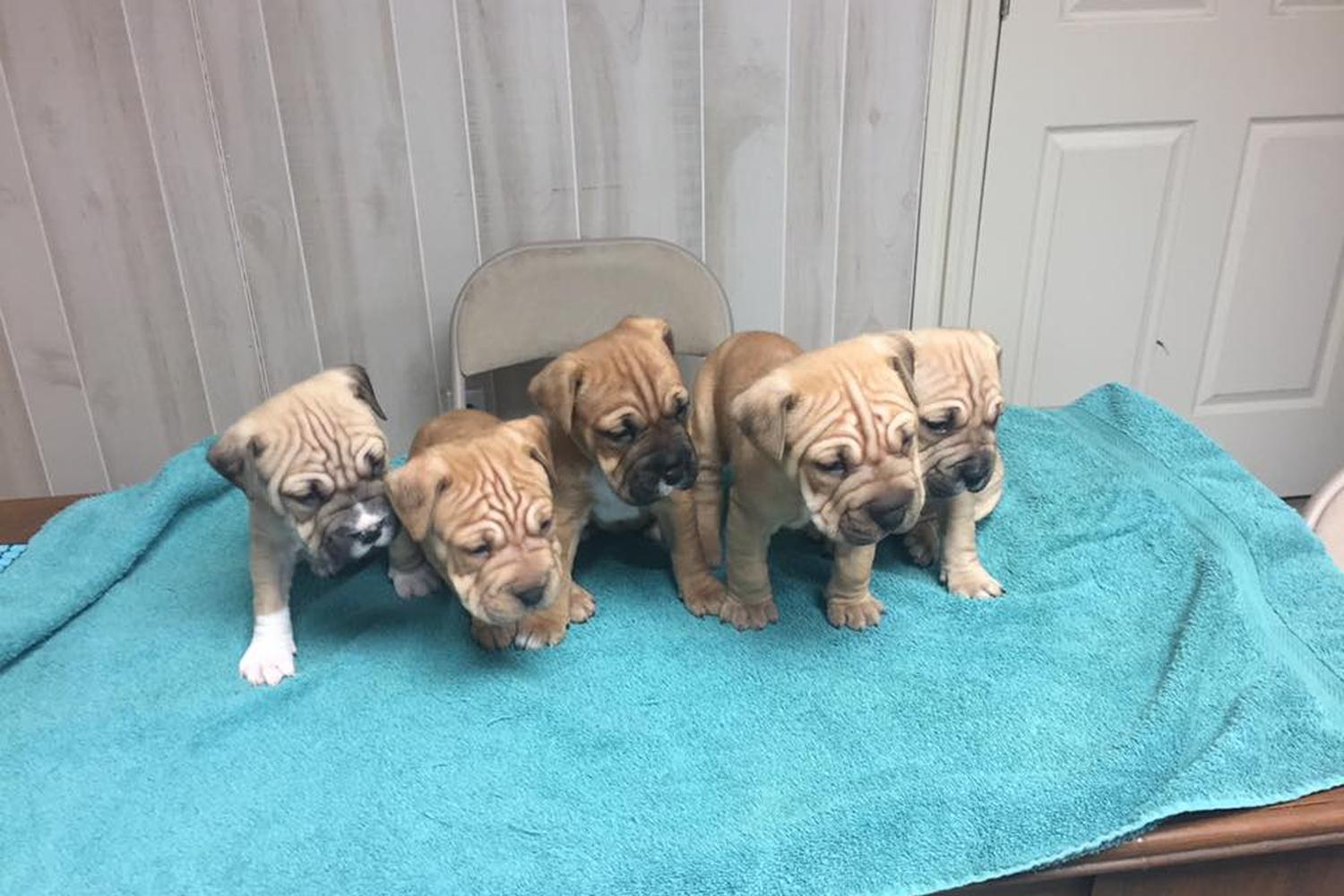 Doyle Veterinary Center, PLLC 3
