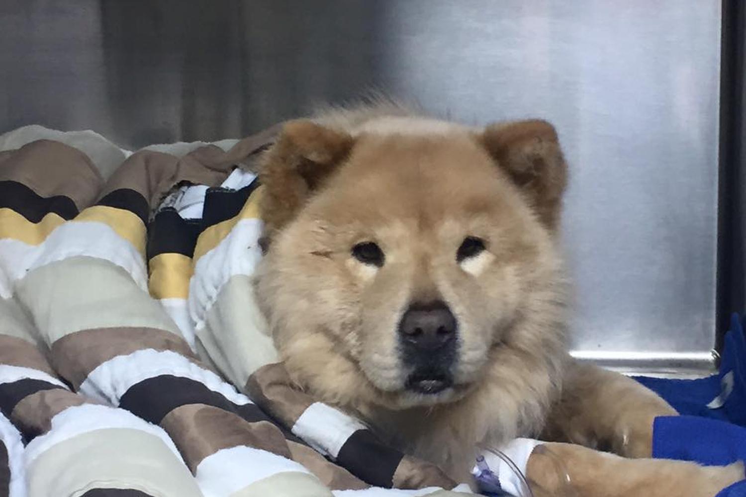 Doyle Veterinary Center, PLLC 1