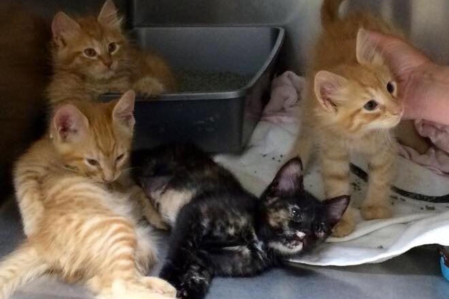 Hometown Veterinary Clinic 5