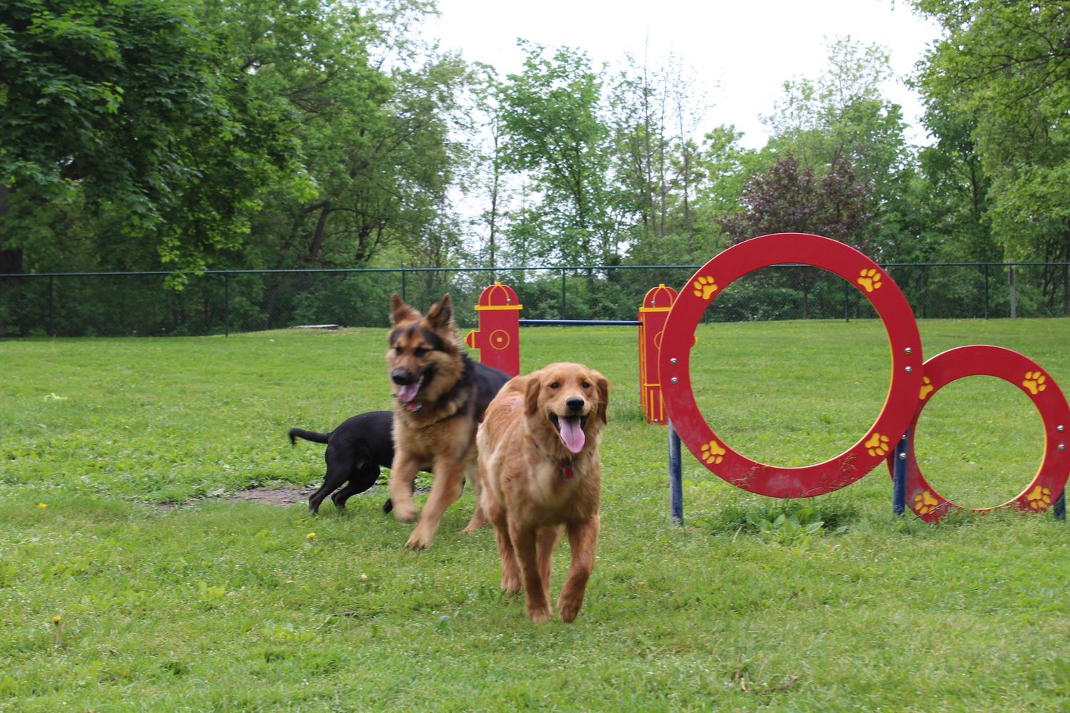 Harris Family Dog Park at Old Settlers Park - Paddock Lake 3