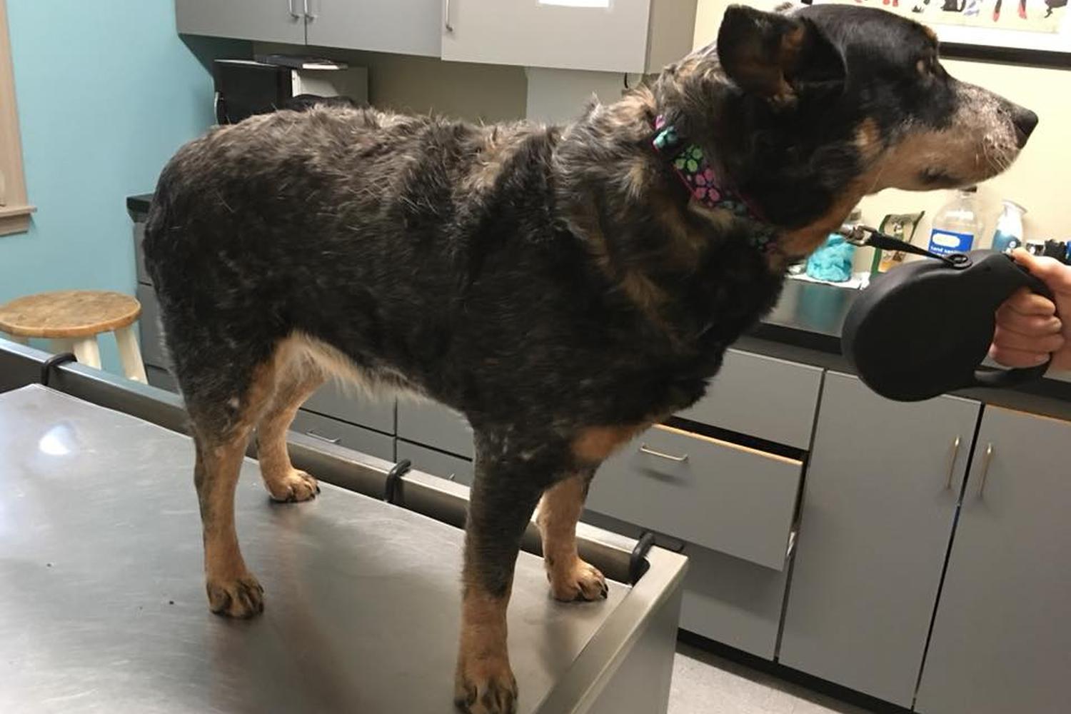 Hartland Animal Hospital 3