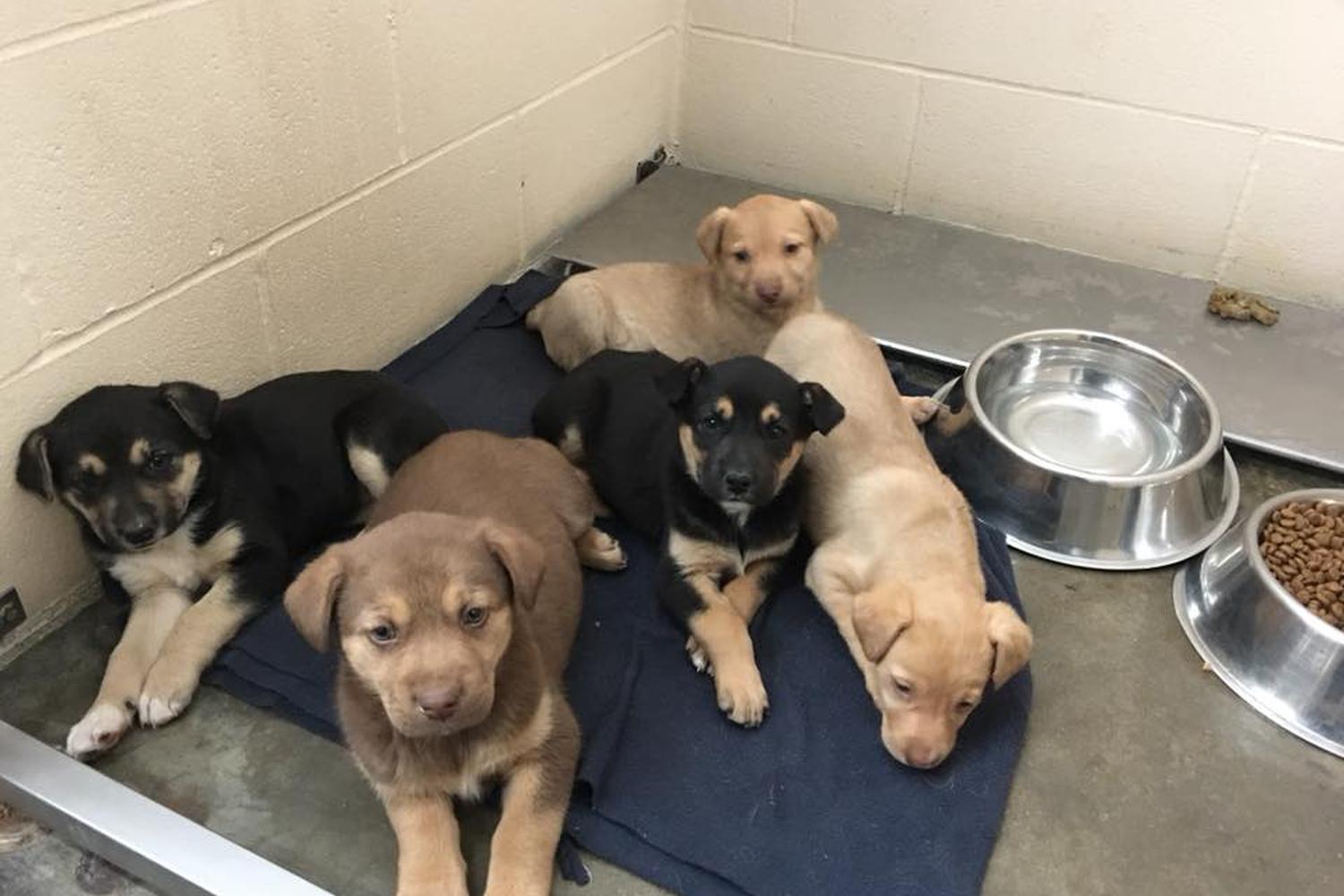 Hartland Animal Hospital 2