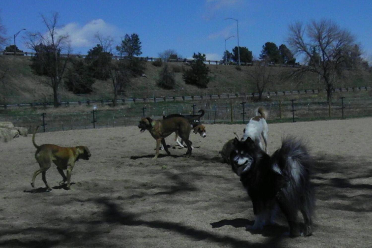 Berkeley Lake Dog Park 3