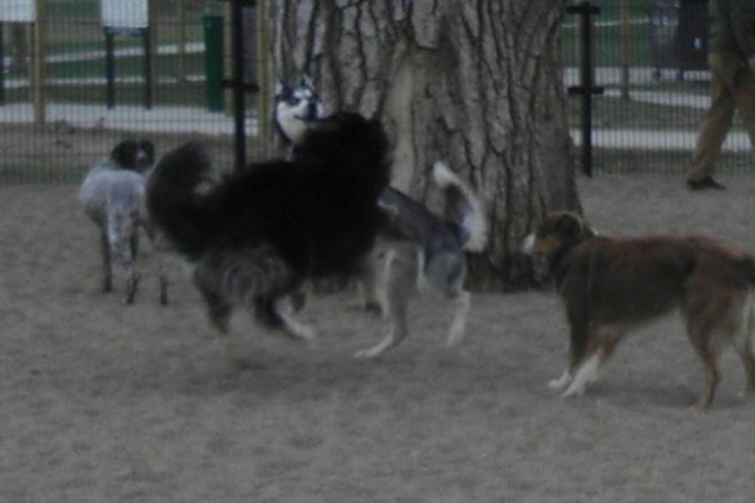 Berkeley Lake Dog Park 1