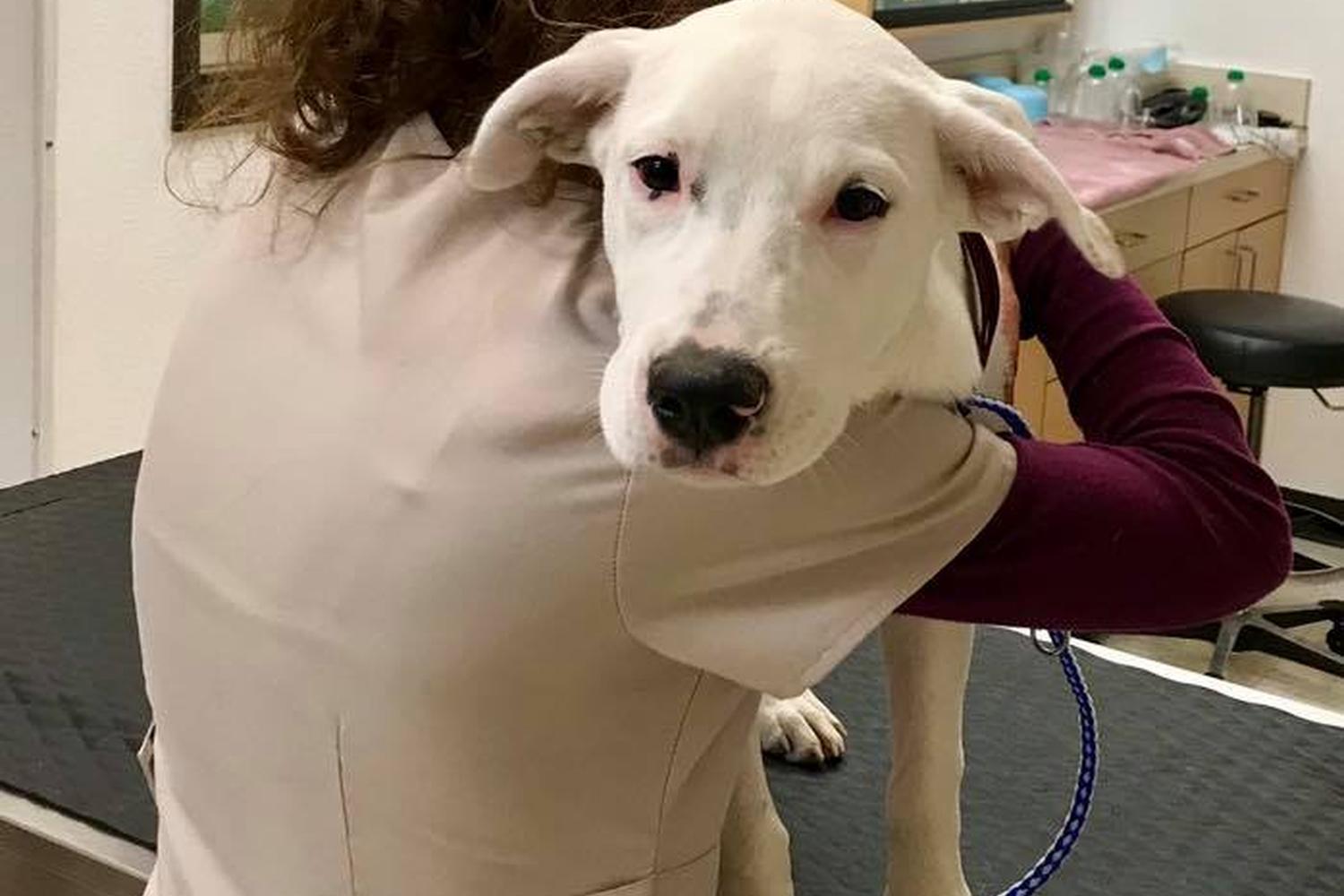 Ohio Drive Animal Hospital 4