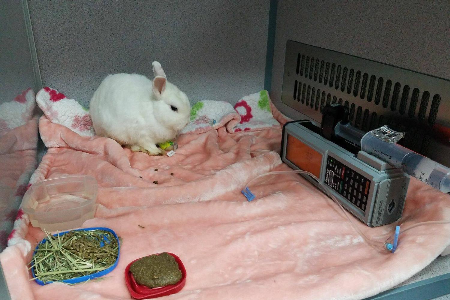 Animal Emergency Center of Tulsa 1