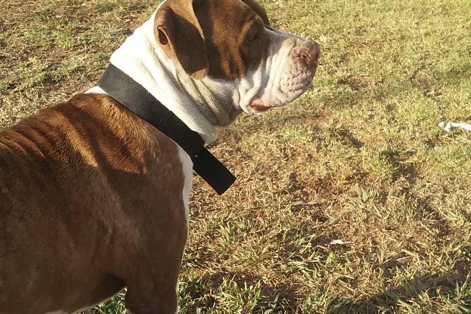 Bellis Dog Park 4