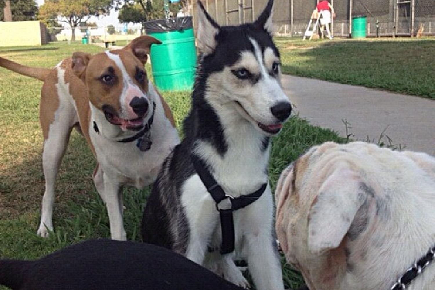 Bellis Dog Park 2