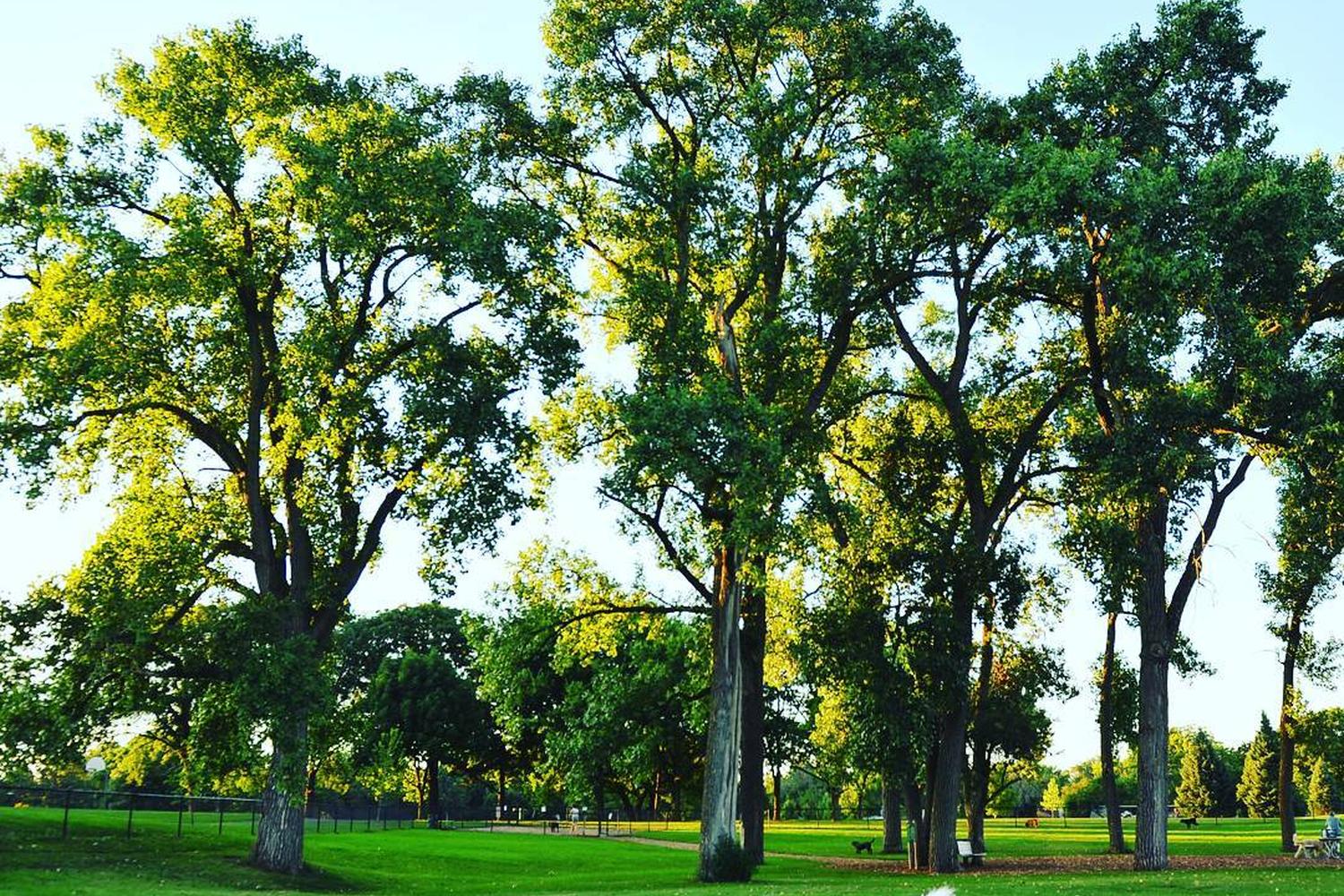 Lincoln Dog Park 1