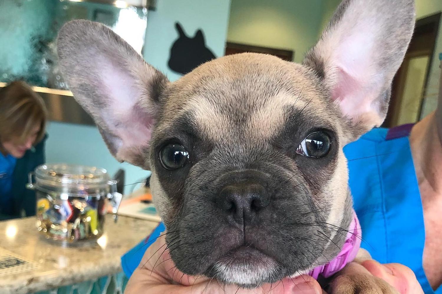 Blue Oasis Pet Hospital 1