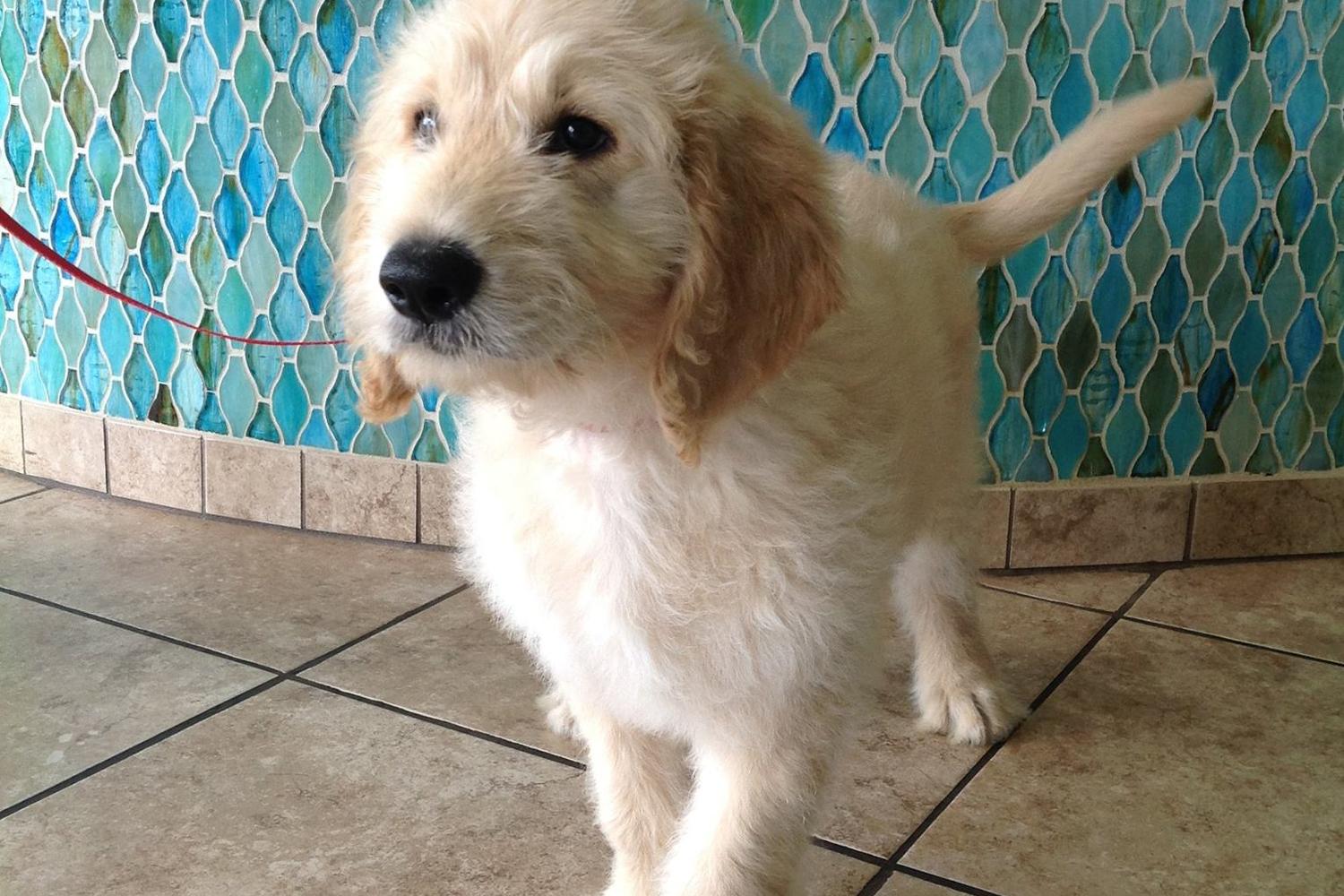 Blue Oasis Pet Hospital 6