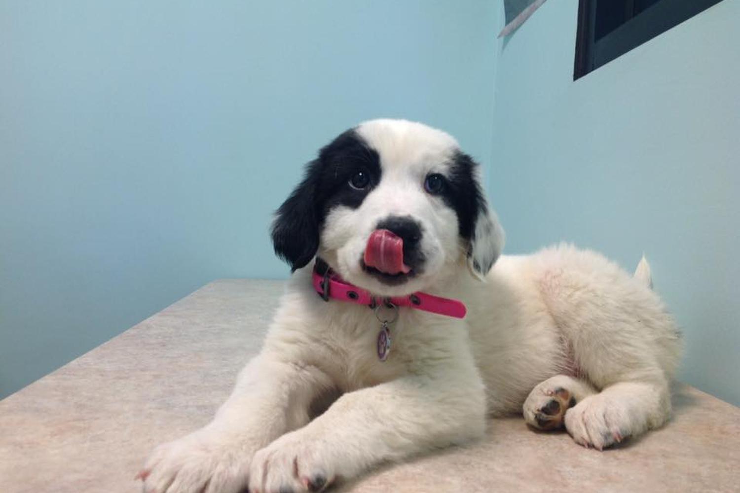 Blue Oasis Pet Hospital 7