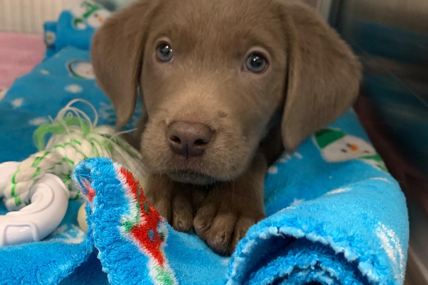Blue Oasis Pet Hospital 4