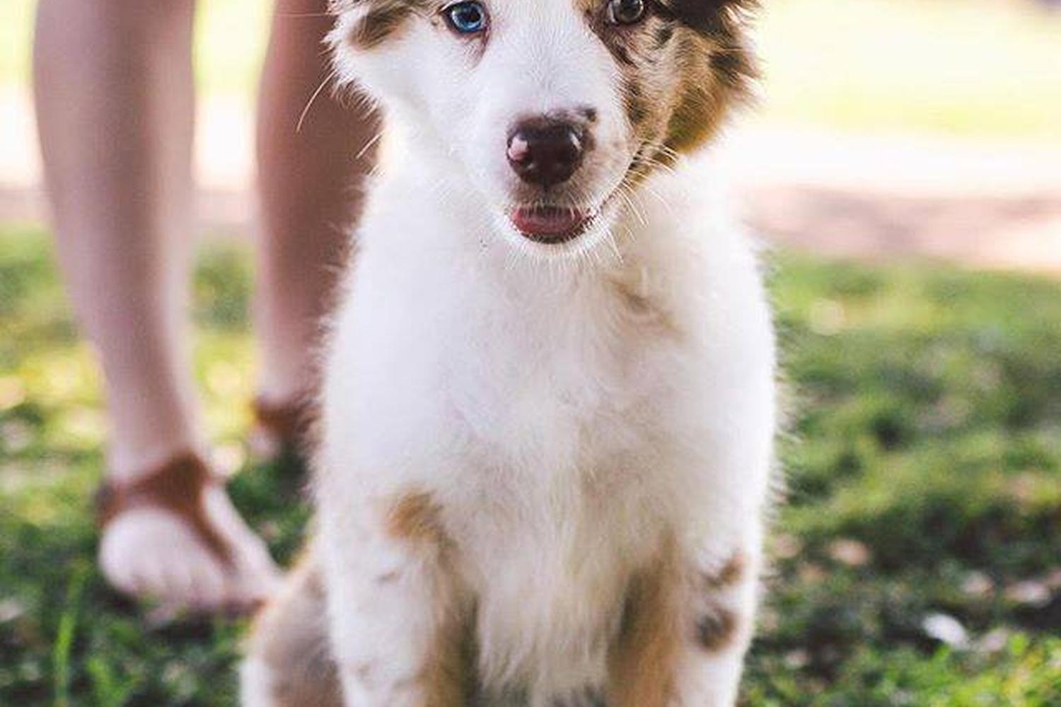 Norwood Estates Dog Park 6