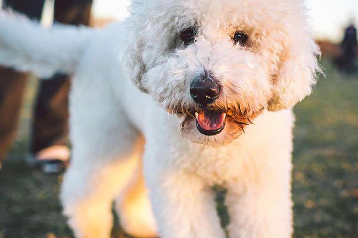 Norwood Estates Dog Park 5