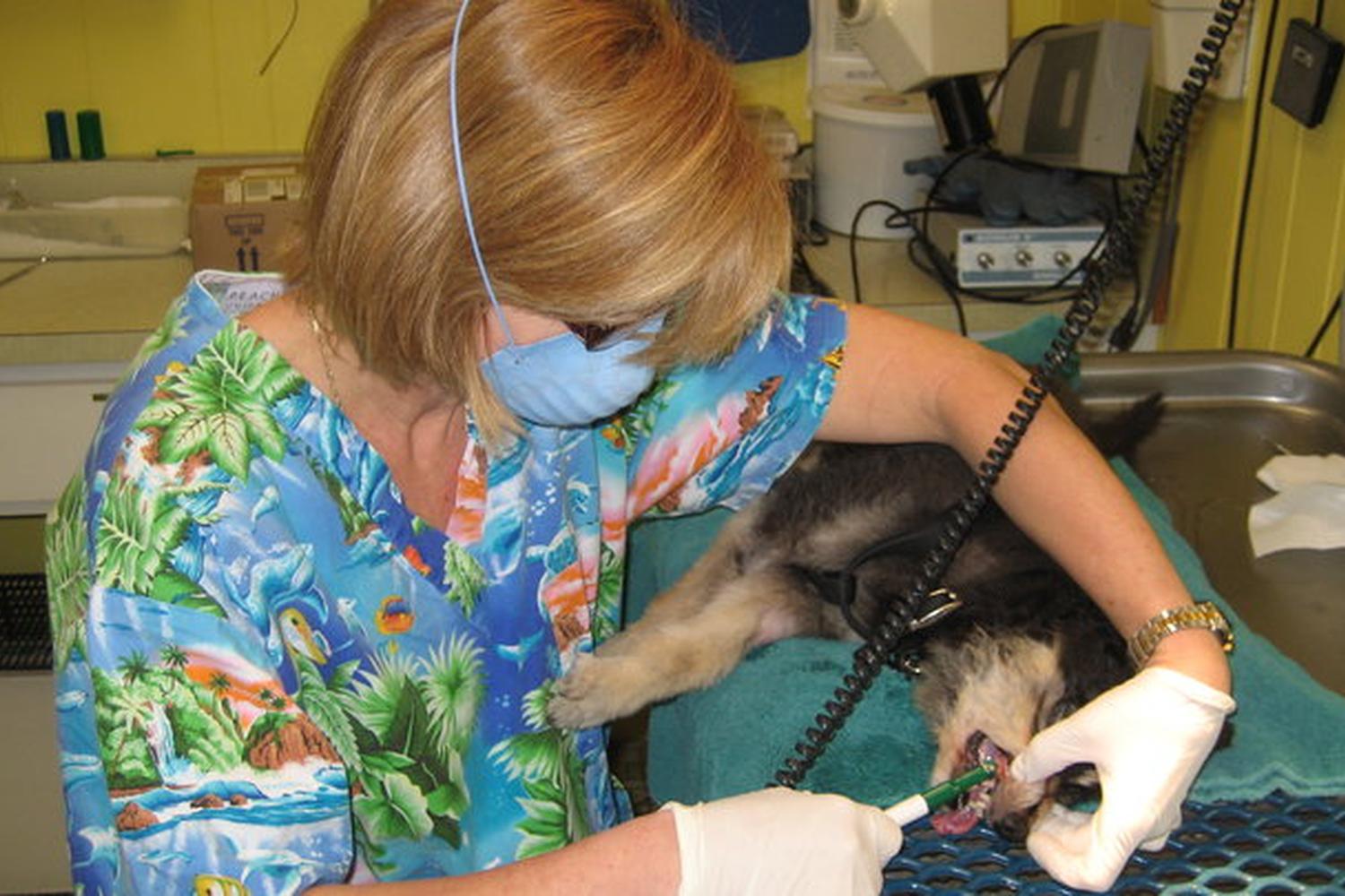 Veterinary Medical Hospital Of Clearwater 0