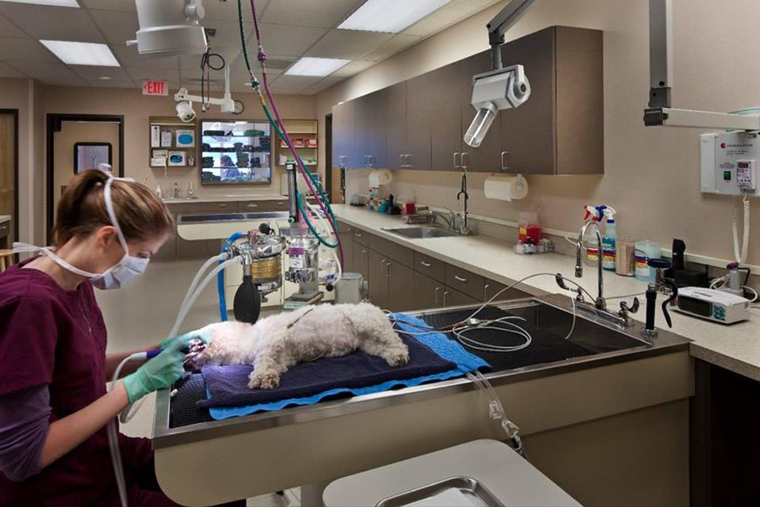 Bayshore Animal Hospital 4