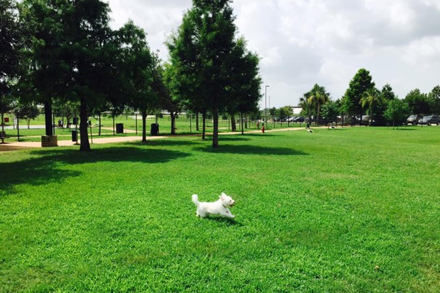 Pawm Springs Dog Park 0