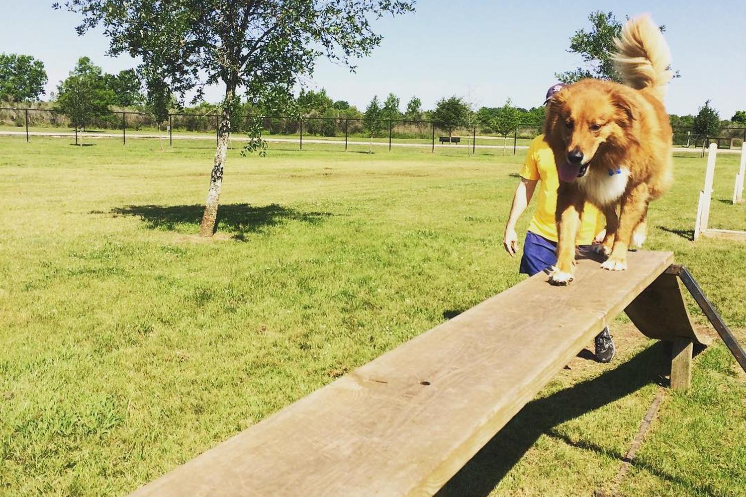 Pawm Springs Dog Park 4