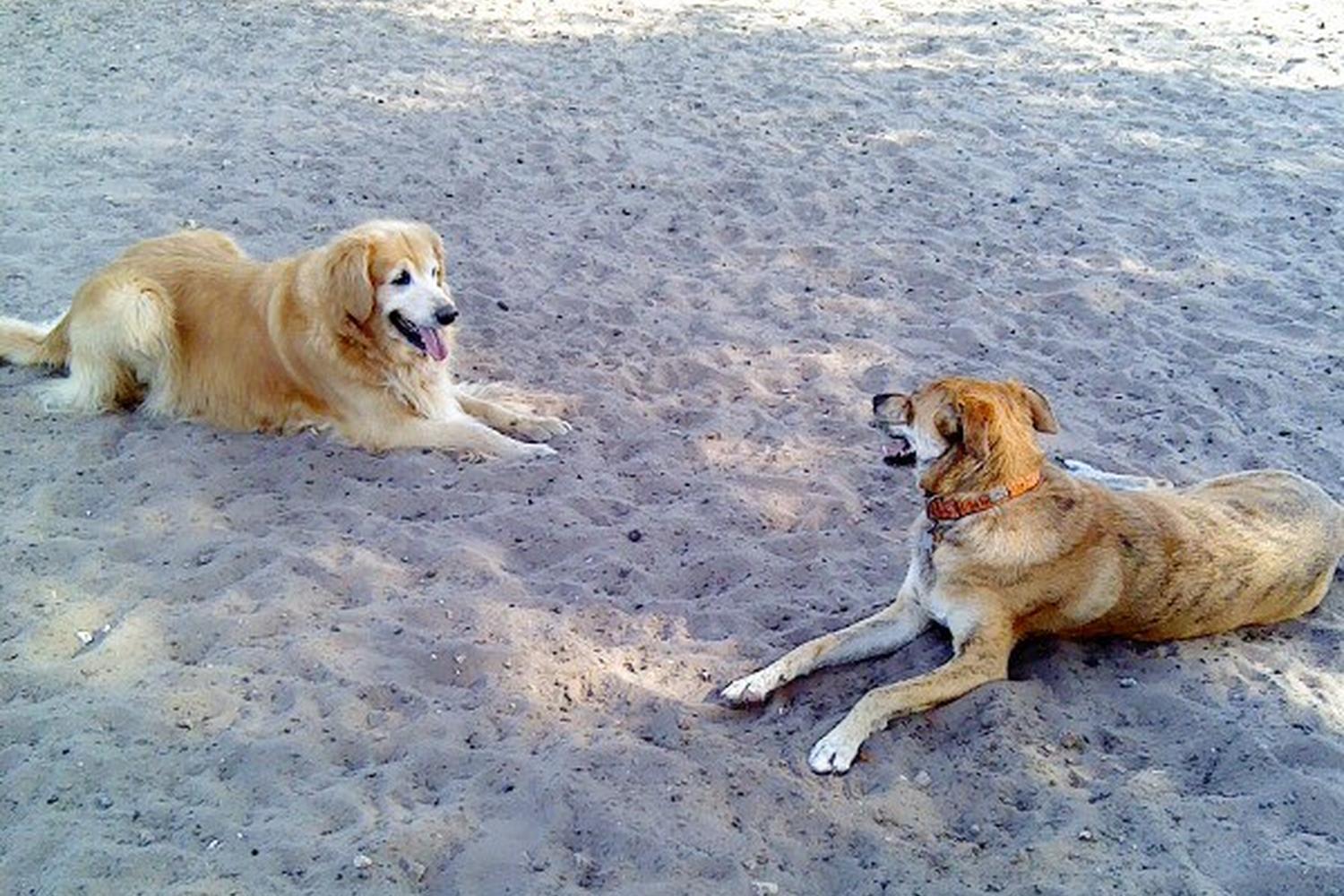 Carolyn Meeker Dog Park and Nature Trail 4
