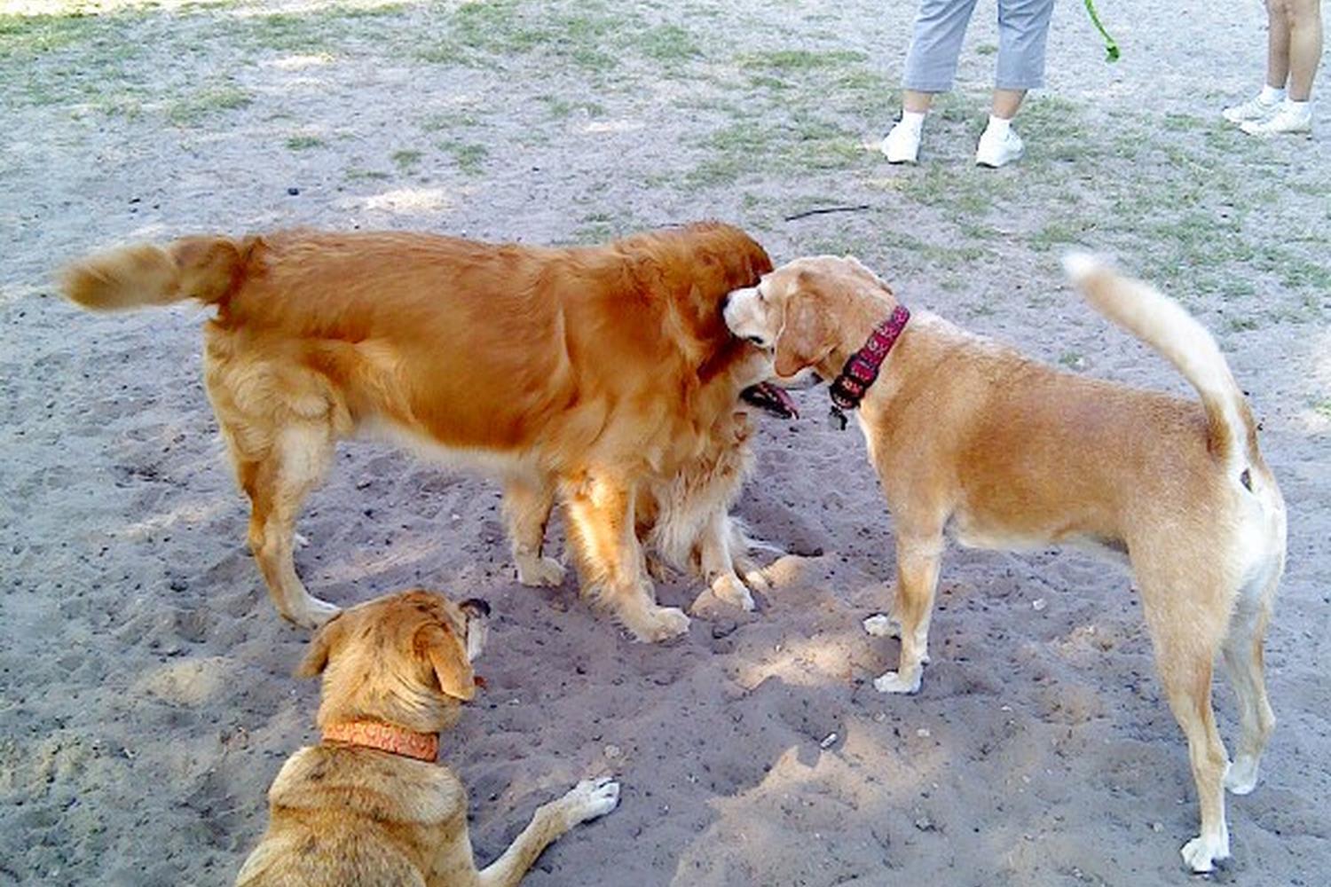 Carolyn Meeker Dog Park and Nature Trail 3
