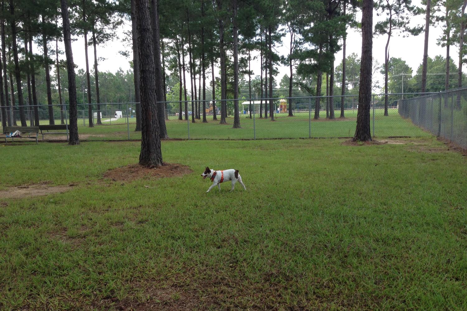 Beulah Regional Dog Park 5