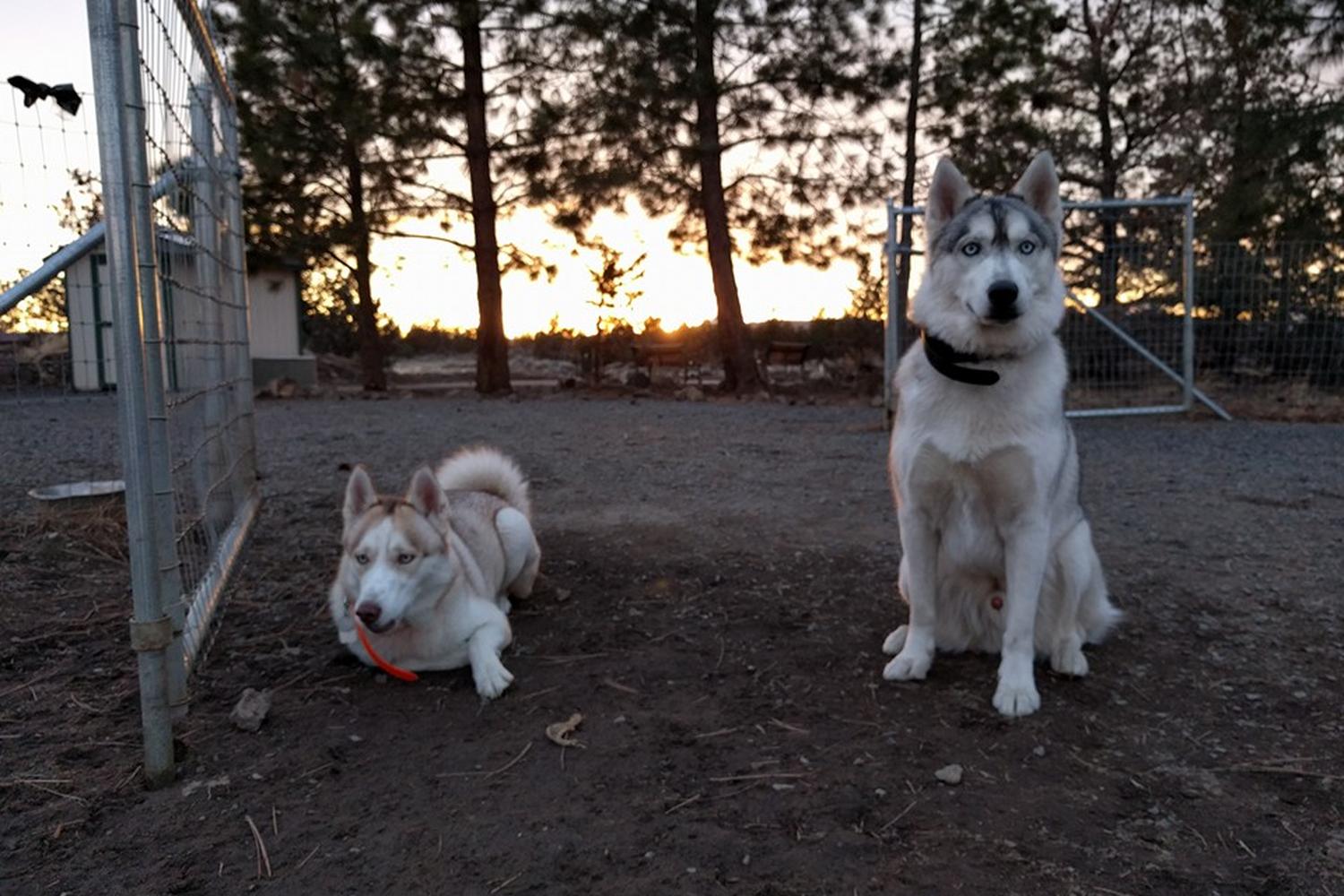 Pine Nursery Park 4