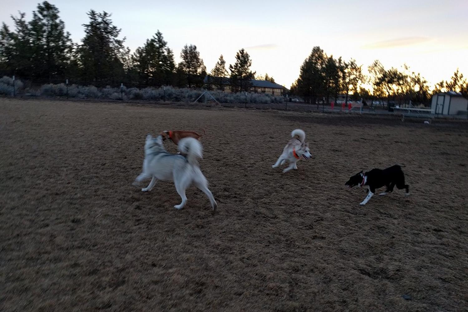 Pine Nursery Park 0