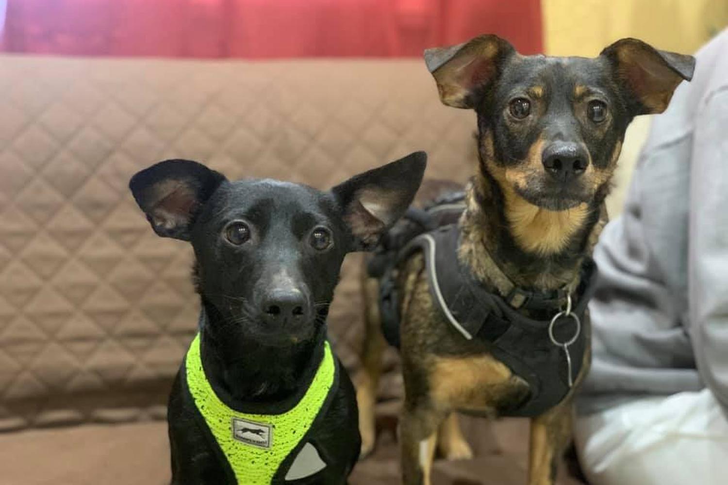 High Falls Holistic Veterinary Care 3