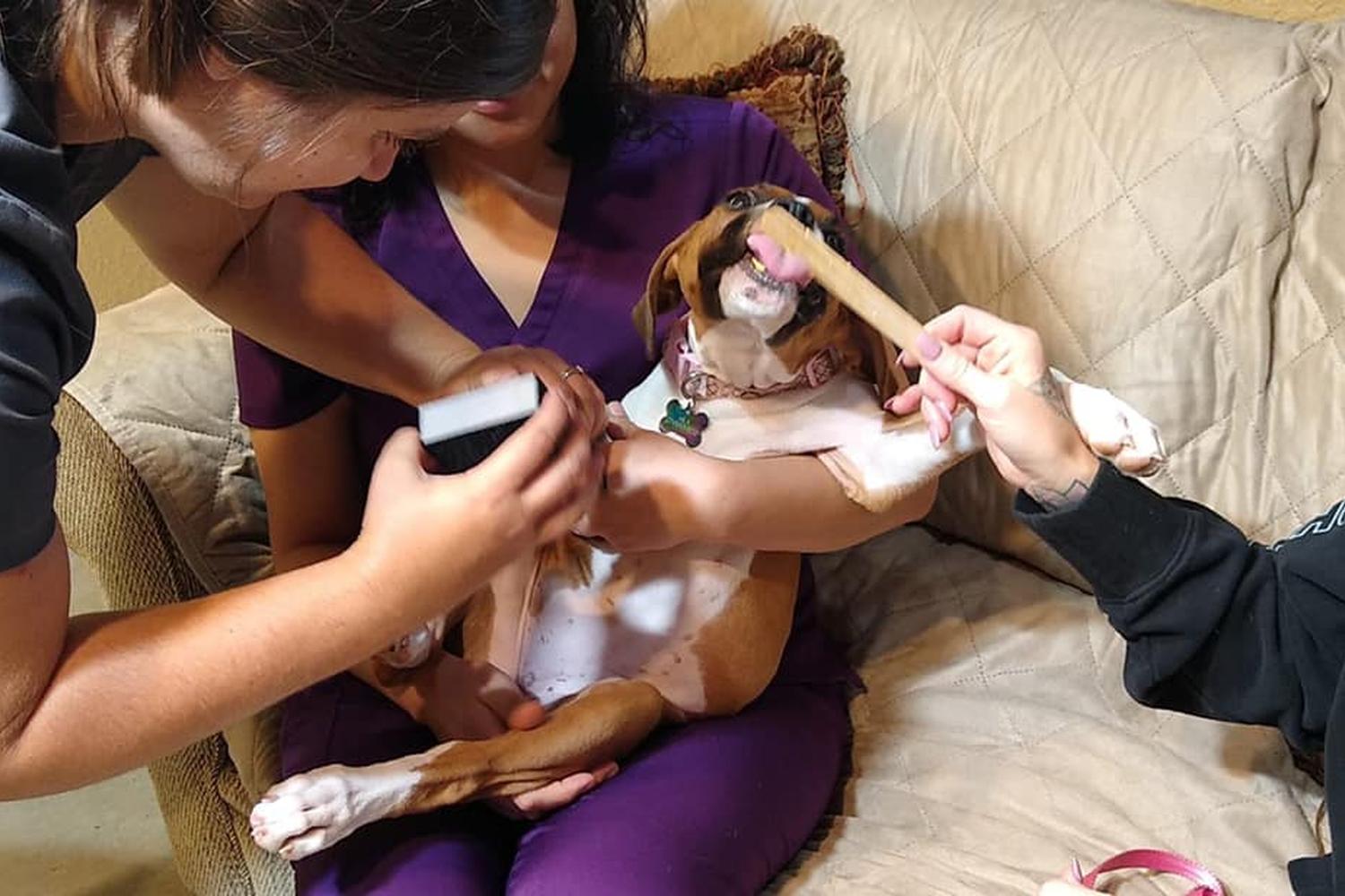 High Falls Holistic Veterinary Care 1