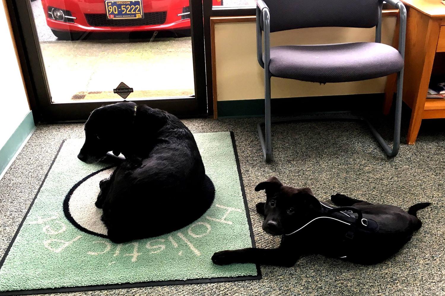 Holistic Pet Vet Clinic 1