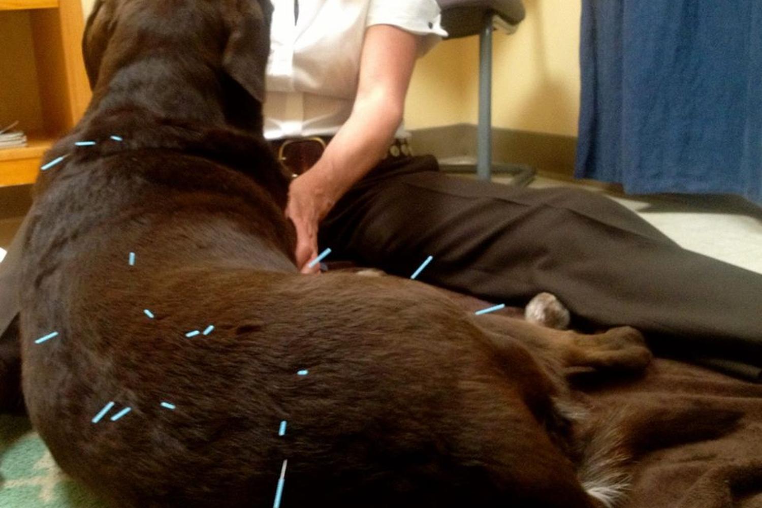 Holistic Pet Vet Clinic 3