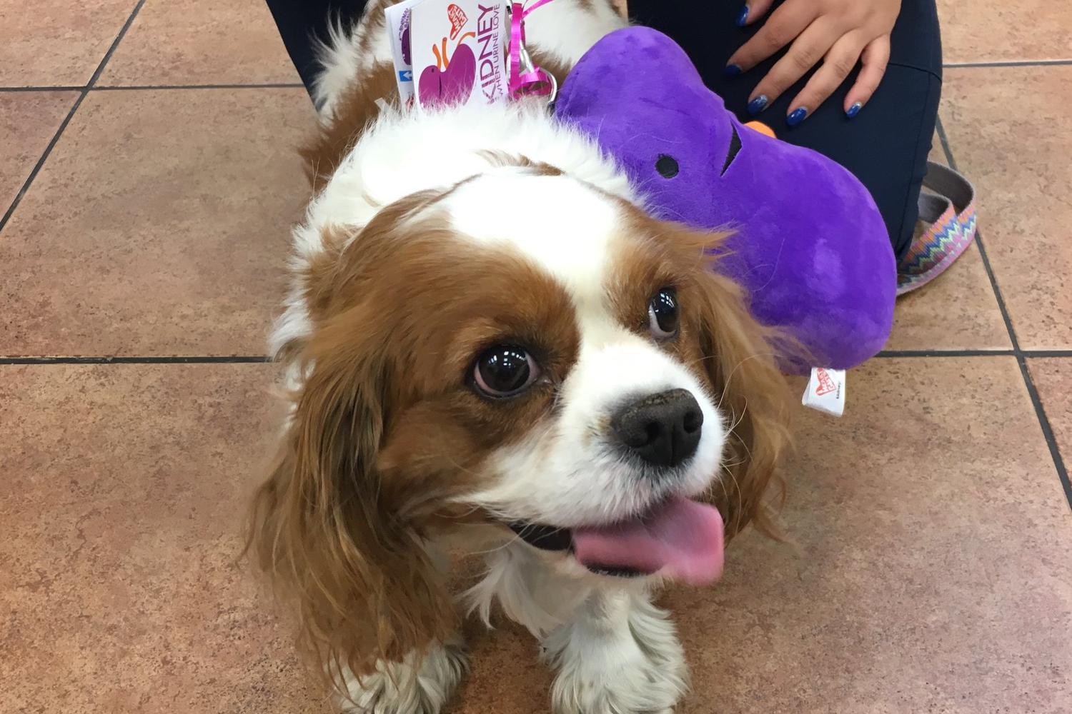 BluePearl Pet Hospital & Emergency Vet 2