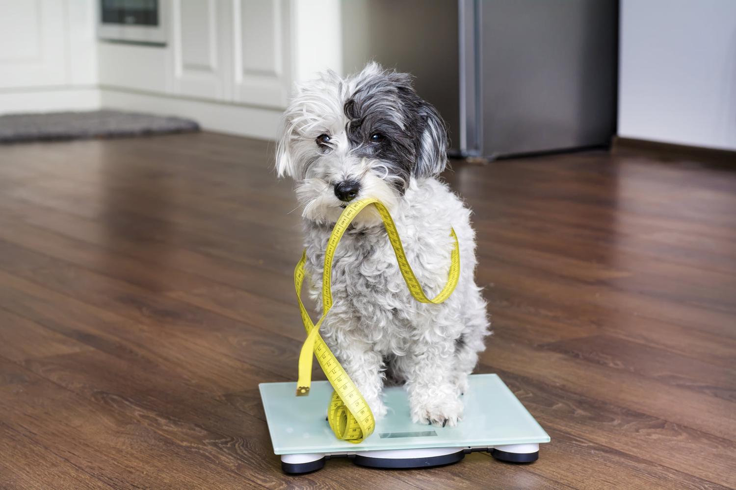 BluePearl Pet Hospital & Emergency Vet 0