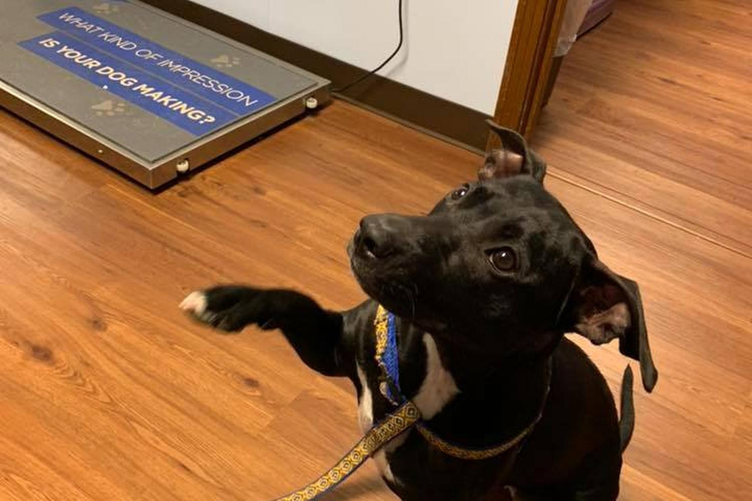 Countryside Veterinary Hospital 1