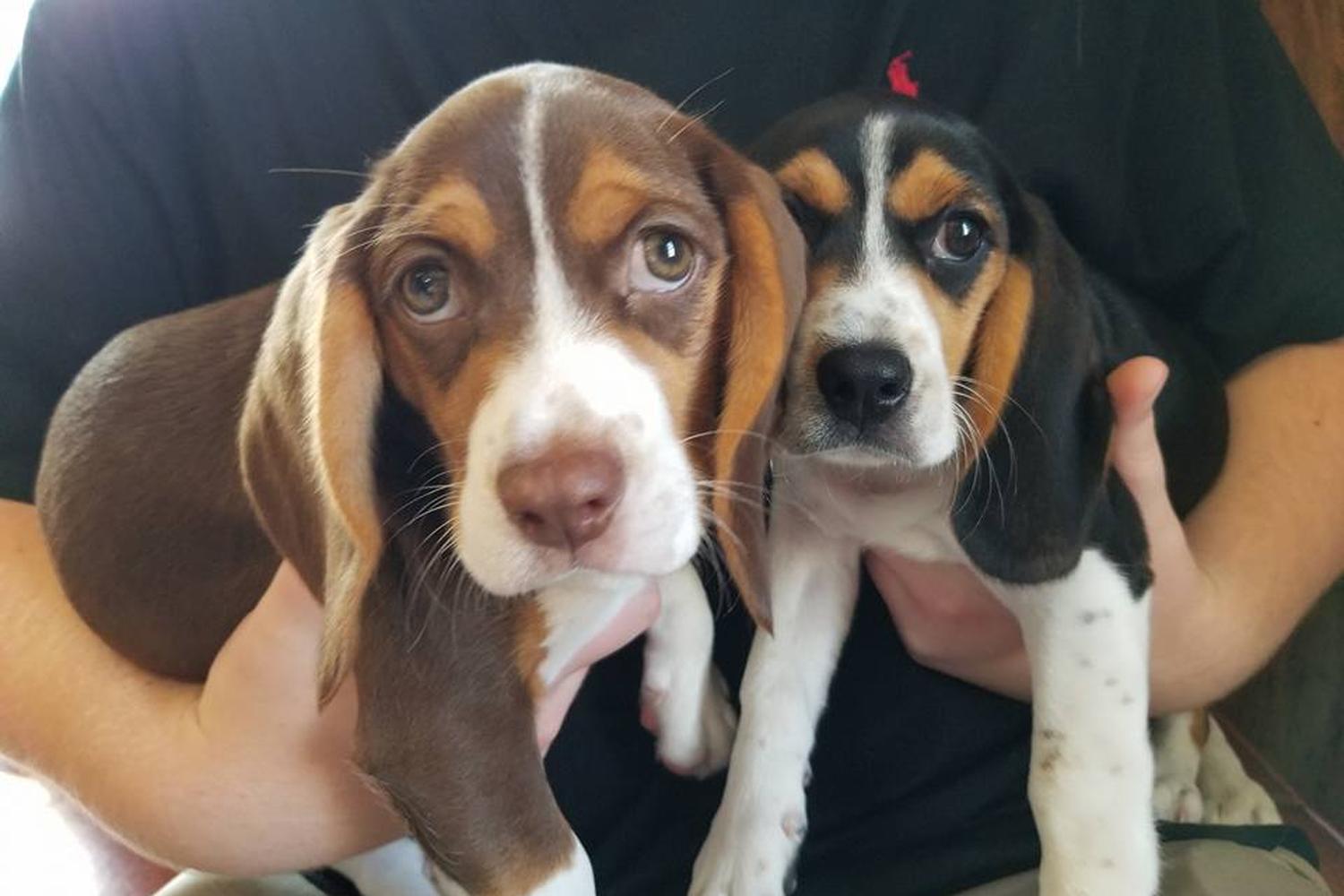 Countryside Veterinary Hospital 0