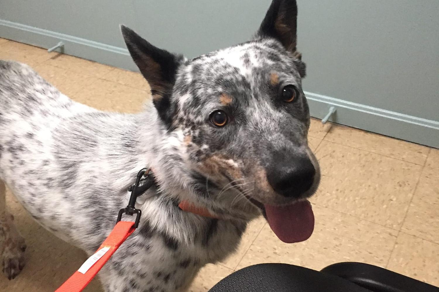 Countryside Veterinary Hospital 4