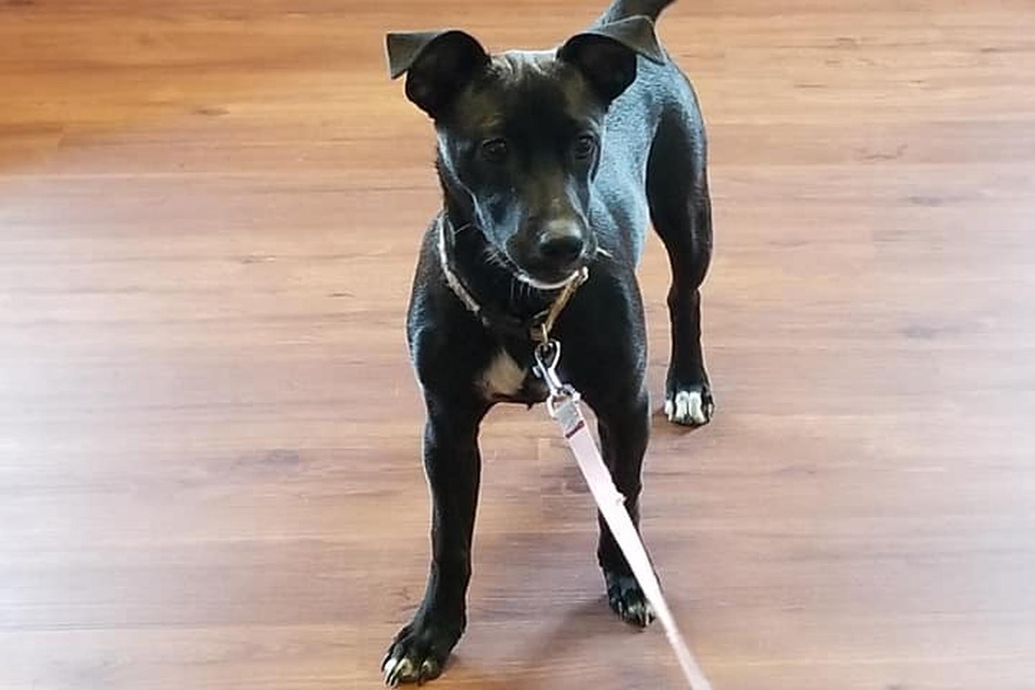 Countryside Veterinary Hospital 3