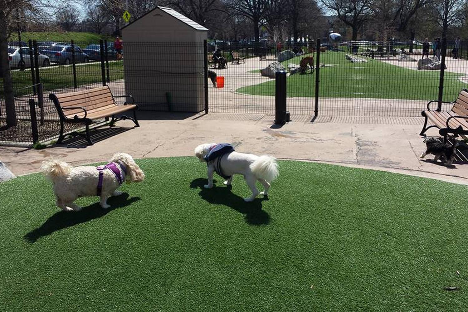 Patterson Park Dog Park 4