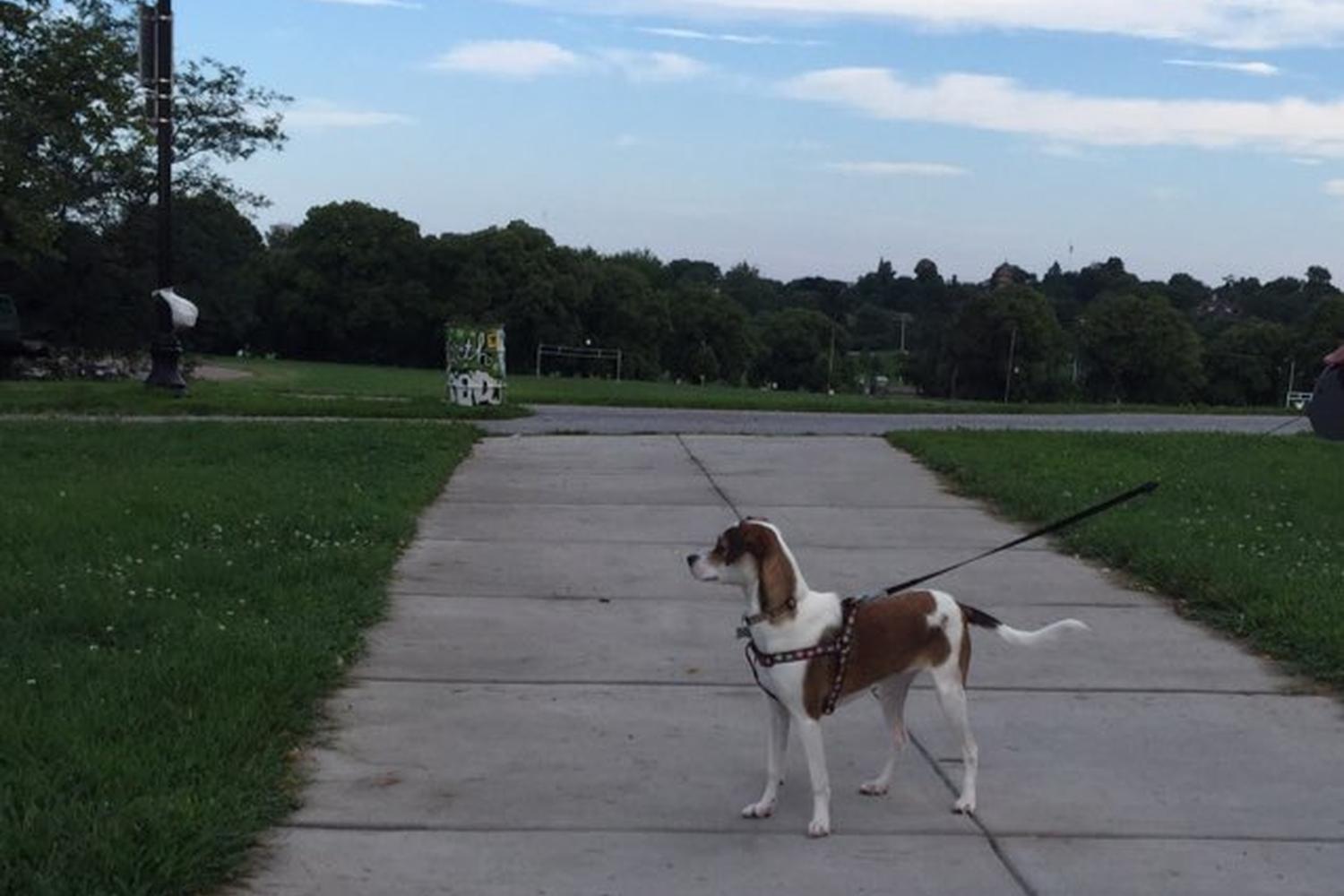 Patterson Park Dog Park 5